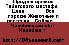Продаю щенков Тибетского мастифа › Цена ­ 45 000 - Все города Животные и растения » Собаки   . Челябинская обл.,Карабаш г.